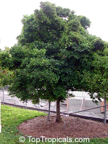 Synsepalum subcordatum
